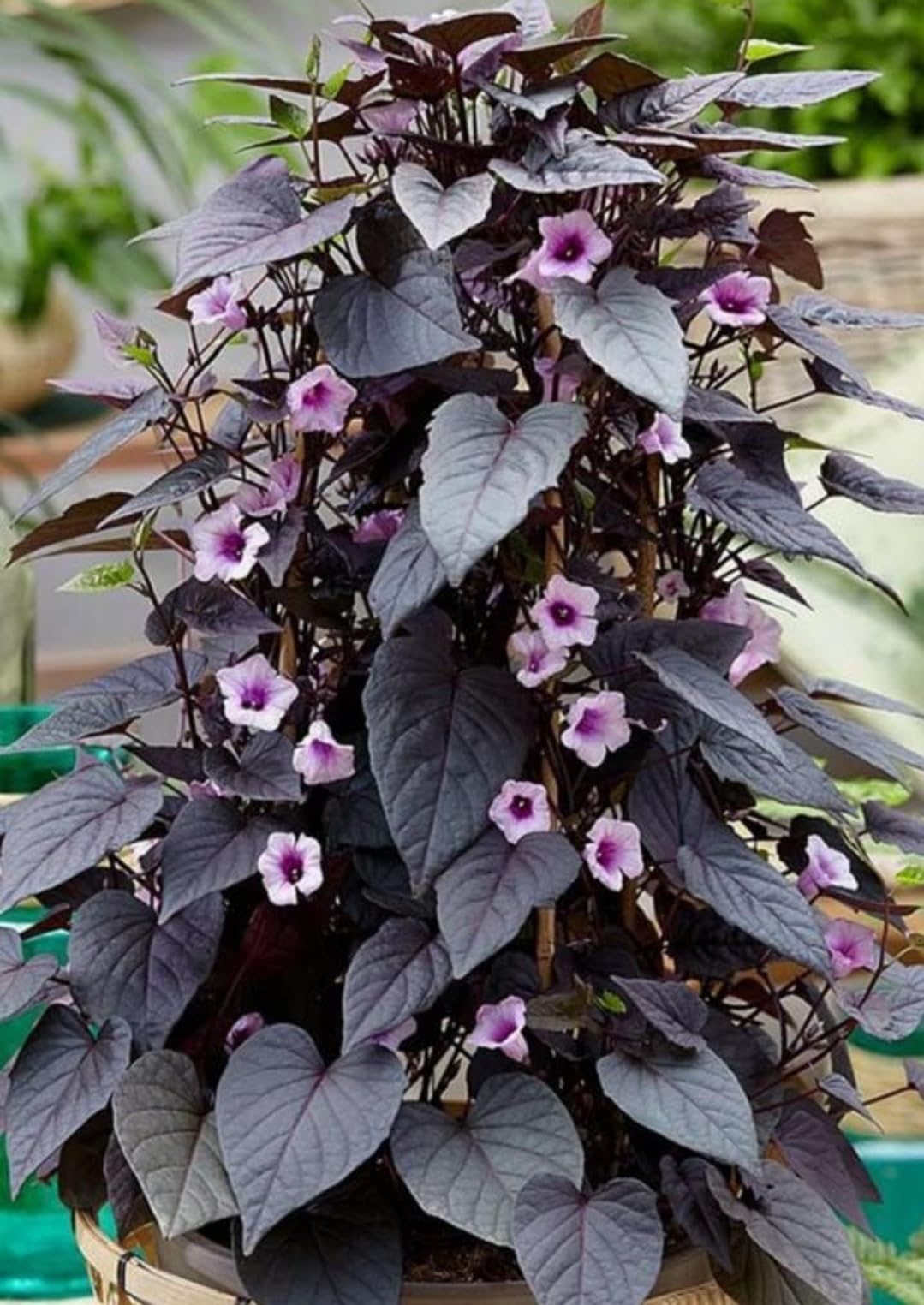 Purple Potato Seeds for Home Gardening, Premium Seeds seed packet for home gardening