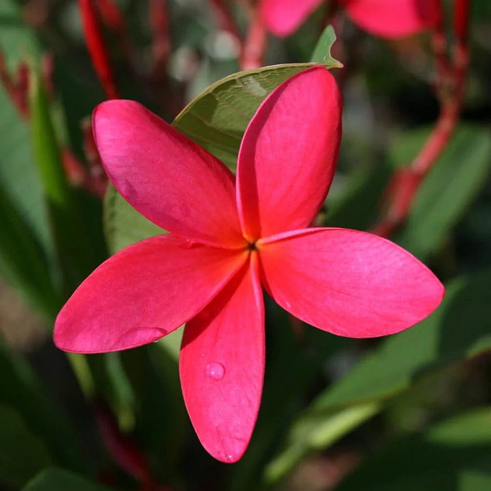 Pink Egg Flower Seeds Flower seeds for Planting Garden Favorite Heirloom & GMO Free Seeds for Home Garden