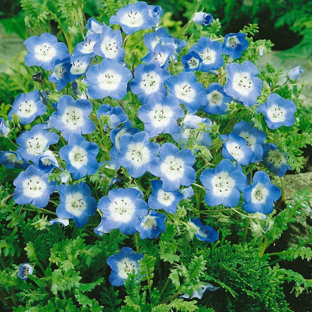 Baby Blue Eyes for planting in flower bed