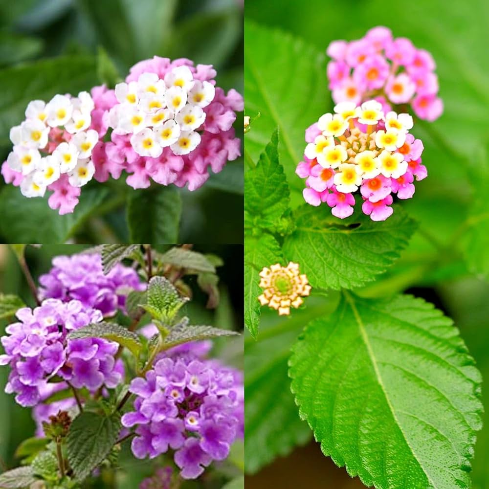 Lantana Mix Flower Planting Seeds for a Colorful Garden - Evergrowseeds