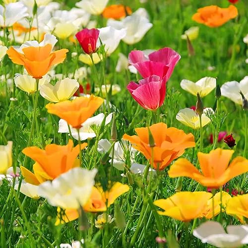 MultiColored Eschscholtzia Flower seeds blooming in flower beds, containers, borders, and pollinator-friendly gardens