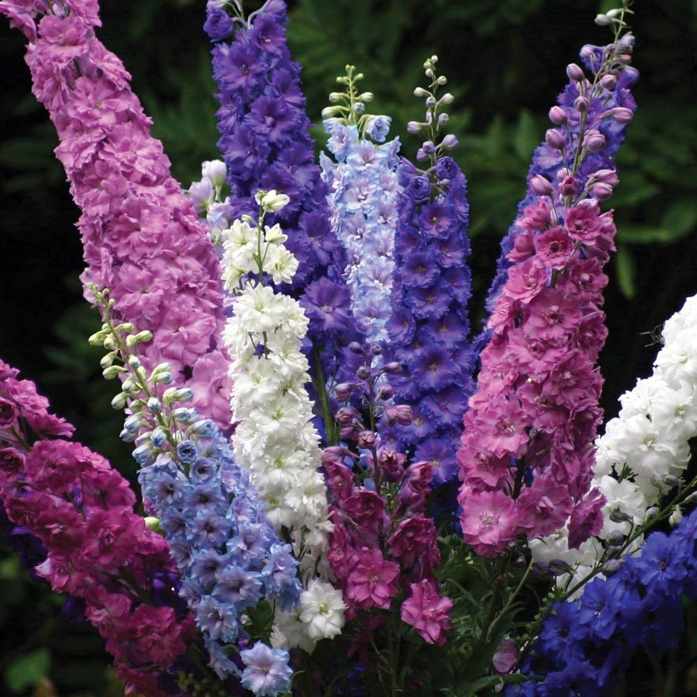 Millennium Delphinium Delphinium elatum Seeds for Planting in Garden Borders