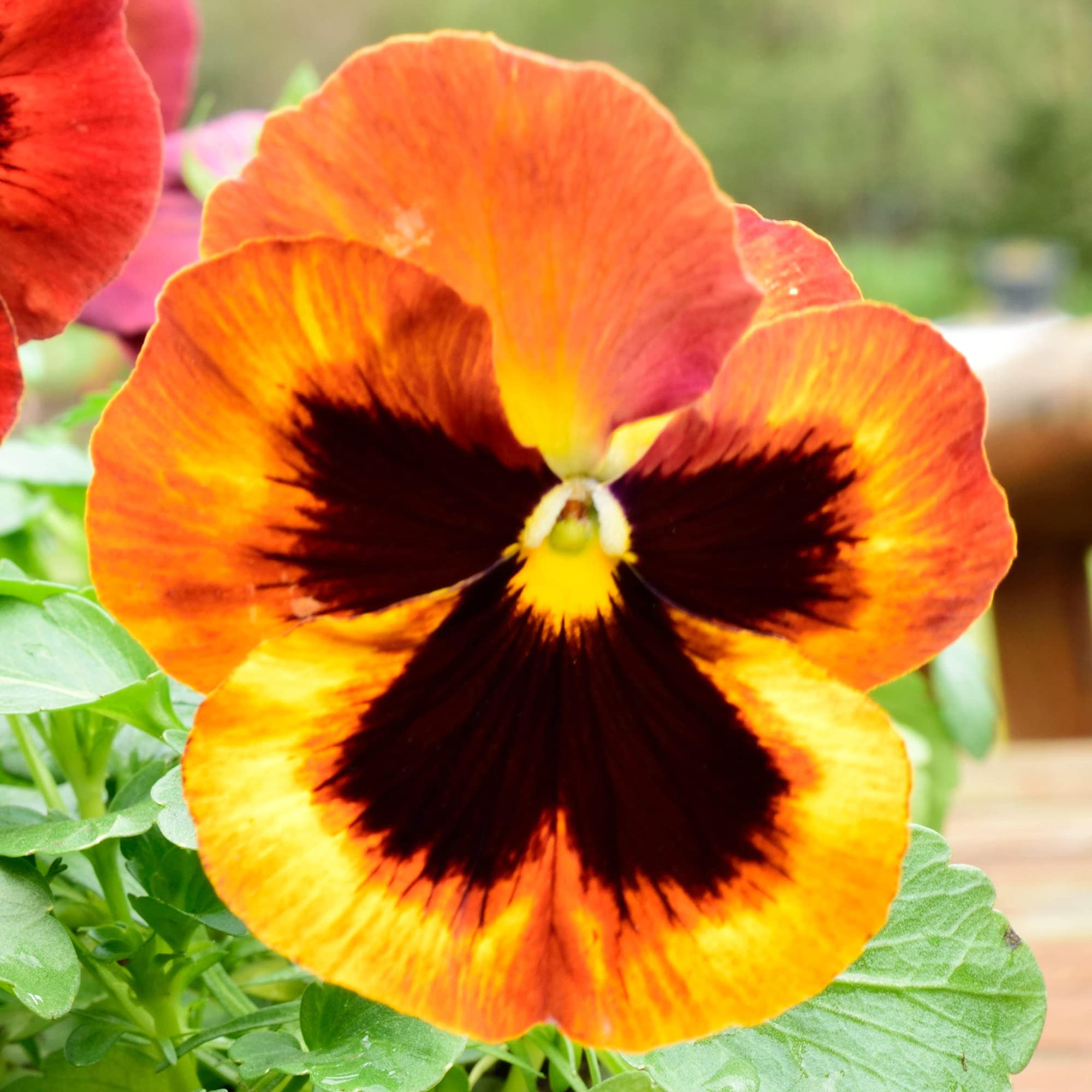 Pansy Swiss Giant Ullswater Beaconsfield Perennial Flower Seeds for Bold Garden Flowers