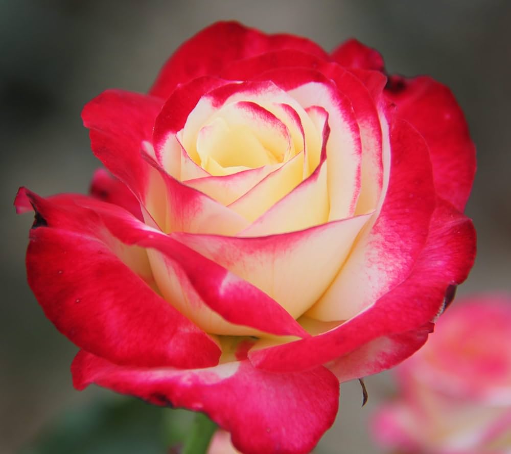 Double Delight Hybrid Tea Rose Rosa hybrid Seeds for Planting in Flower Bed