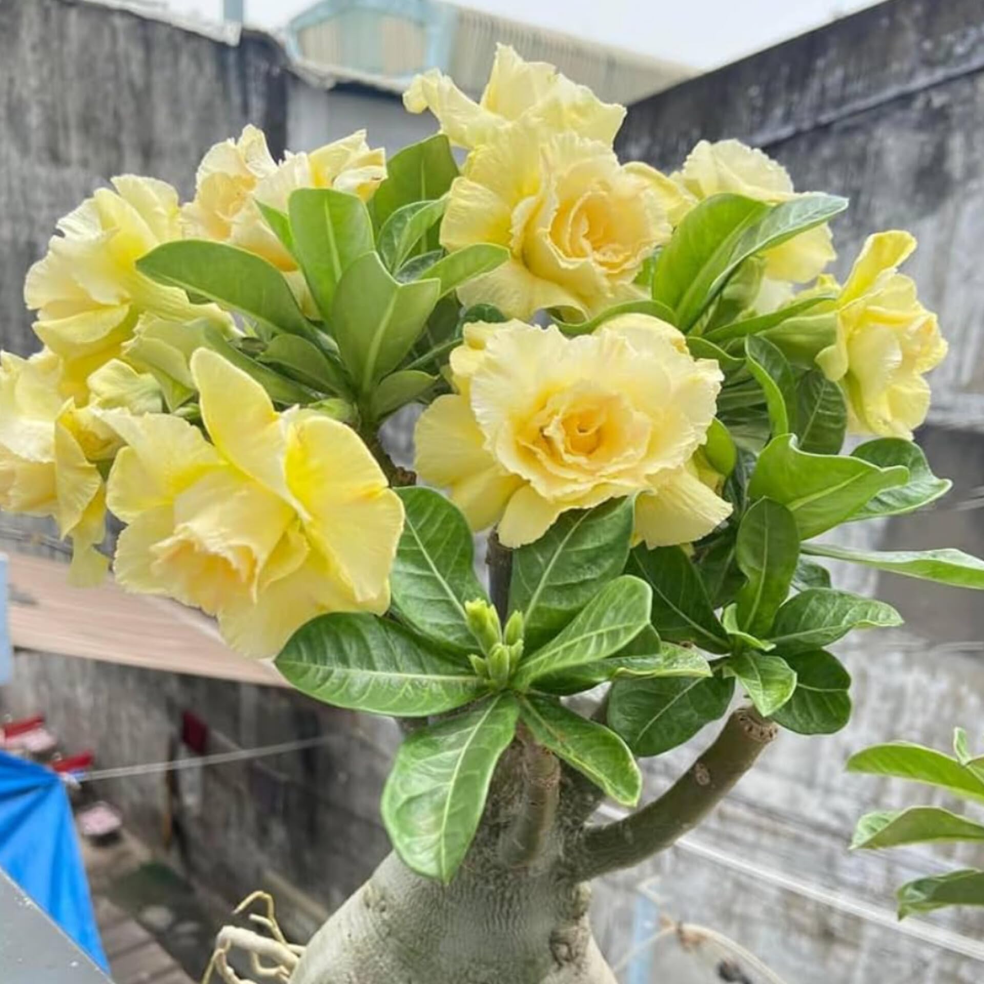 Light Lemon Adenium Flower Seeds for Vibrant Planting