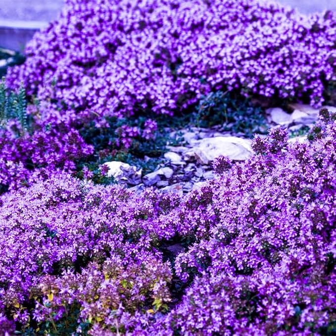 Creeping Thyme Thymus serpyllum Seeds for Planting in Herb Garden & Ground Cover
