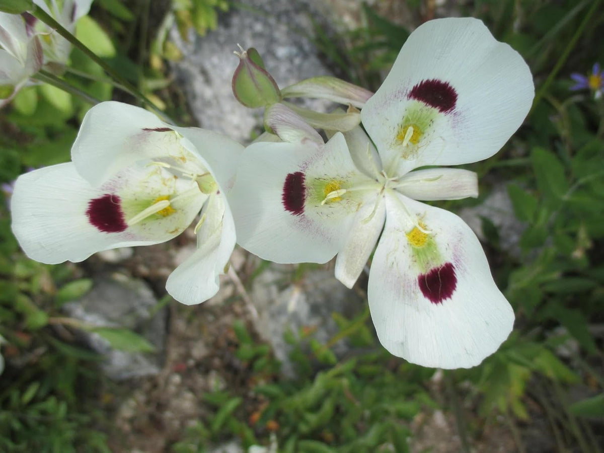 Calochortus Flower seeds for Planting - Bright Blooms, Heirloom & GMO Free Seeds for Home Garden
Sale seeds for home garden