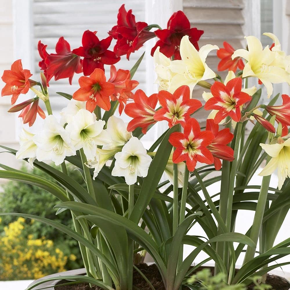 Mixed Amaryllis Bulbs Flower seeds for Planting - Bright Blooms, Heirloom & GMO Free Seeds for Home Garden