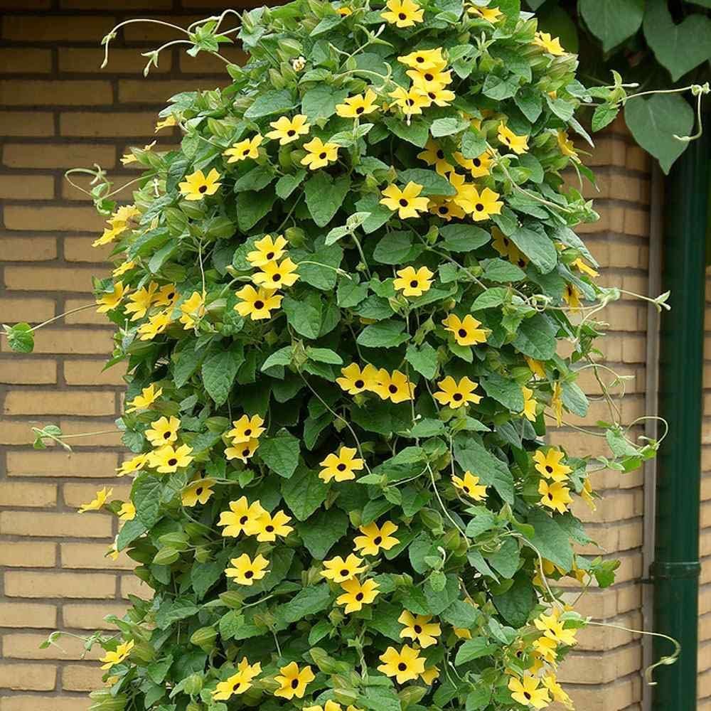 Black Eyed Susan Vine Seeds for Fast-Growing Flowering Climbers