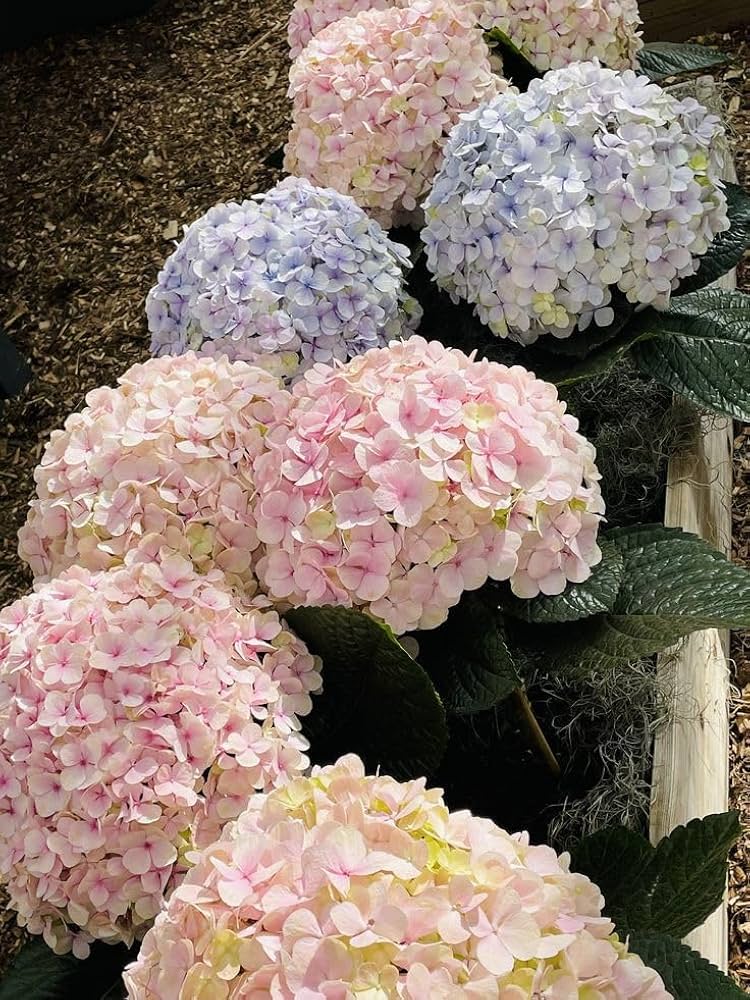 Hydrangea Hydrangea Macrophylla Seeds for Planting - Stunning Blooms for Flower Bed & Urban Garden