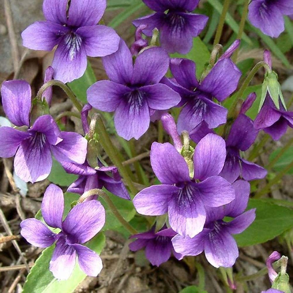 Evergrowseeds Viola Philippica flower seeds for planting, showing vibrant seed packets with colorful floral illustrations