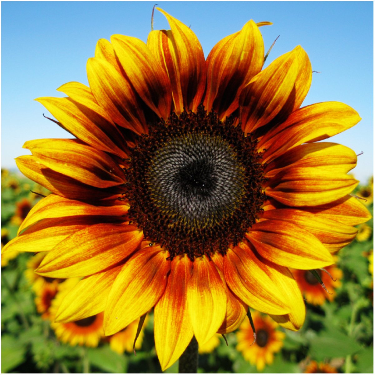 Firecracker Sunflower Seeds for Planting Helianthus annuus for flower beds and pollinator gardens