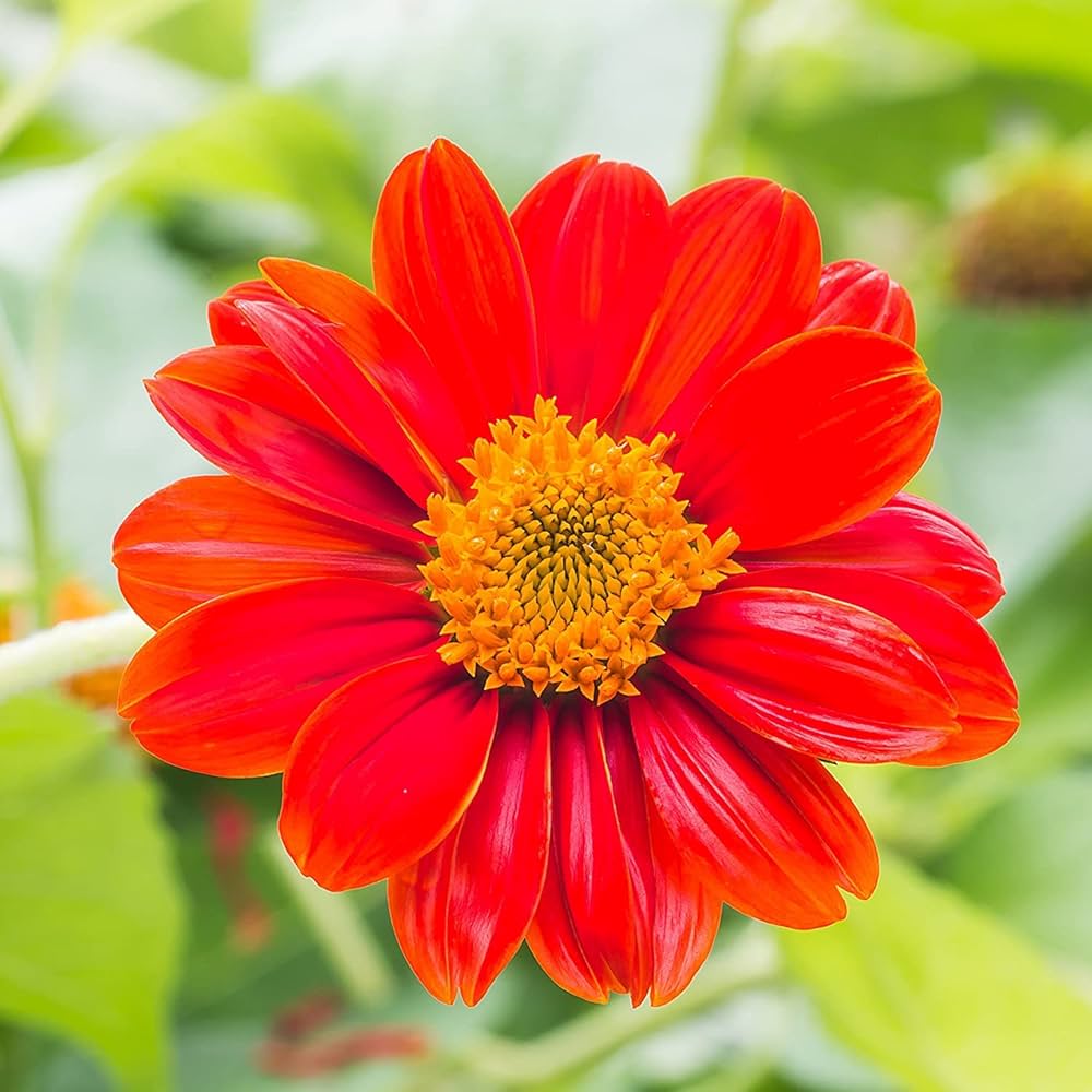 Red Sunflower Tithonia rotundifolia for planting in pollinator patch