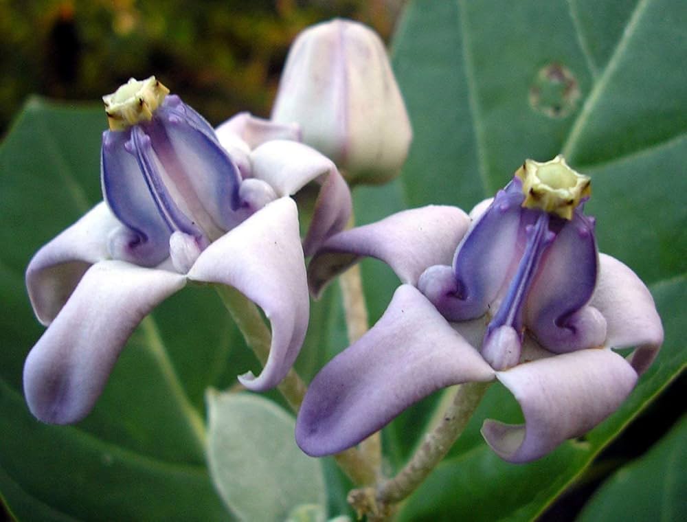 Purple Calotropis Gigantea Flower seeds blooming in flower beds, containers, borders, and pollinator-friendly gardens