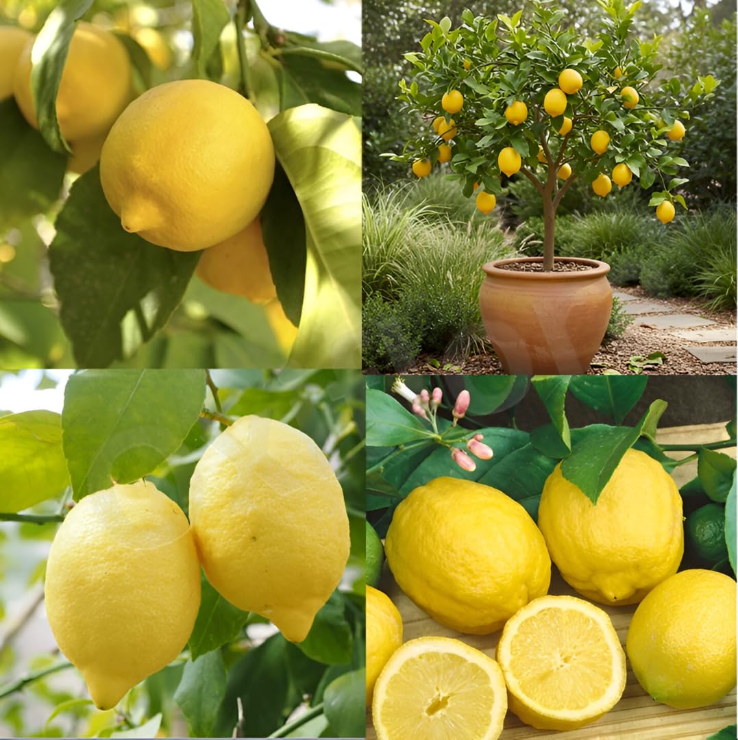 Eureka Fruit Seeds for Easy Planting