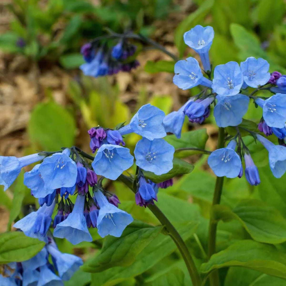 Mertensia Flower seeds blooming in flower beds, containers, borders, and pollinator-friendly gardens