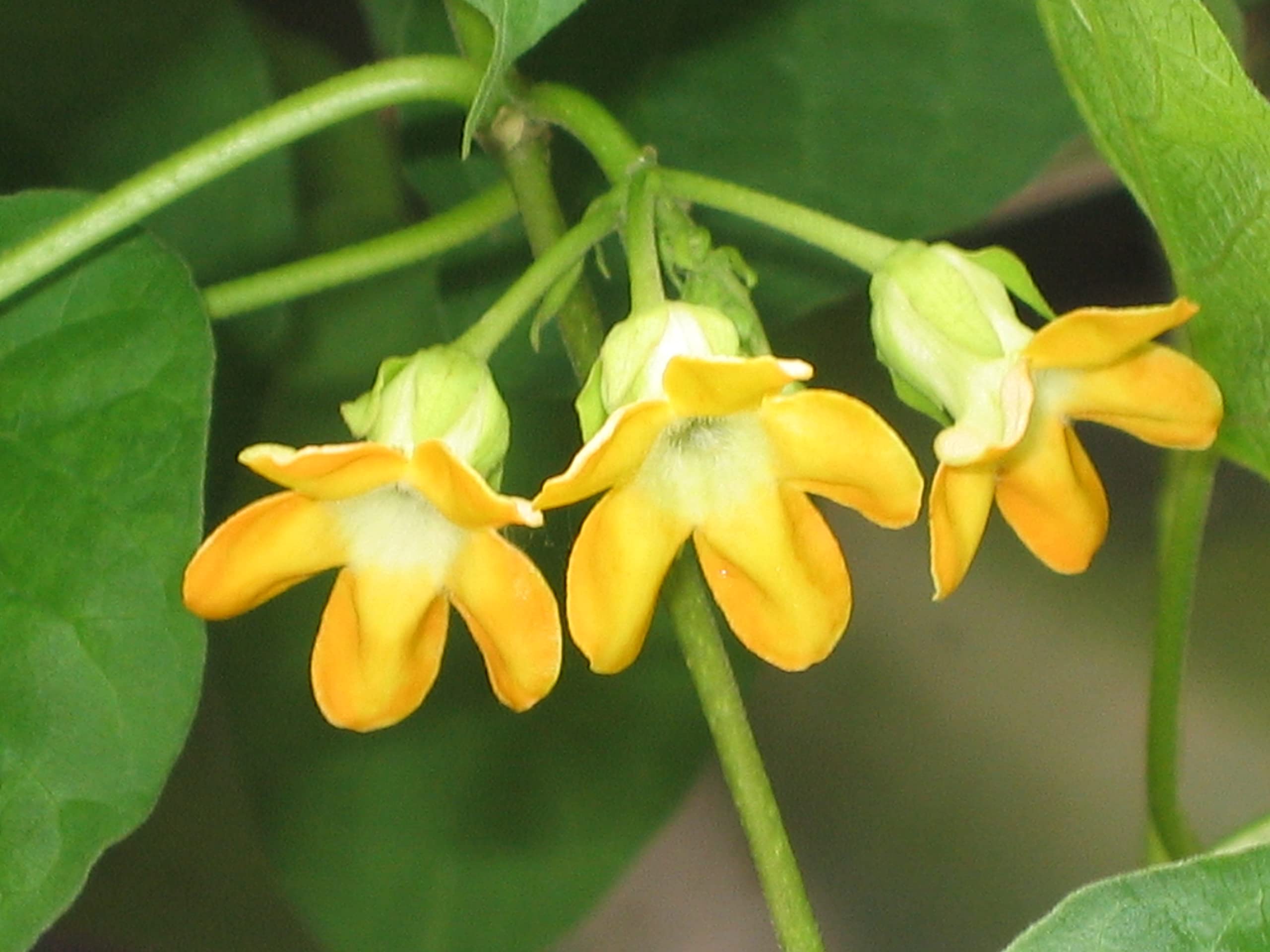 Telosma Cordata Flower Seeds for Planting - Premium Seeds for Vibrant Blooms