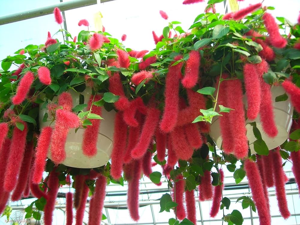 Chenille Kitten Tail Acalypha hispida Seeds for Planting for Flower Bed
