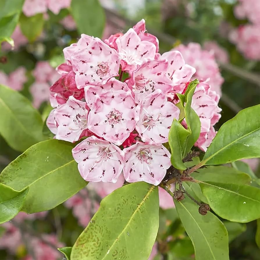 Mountain Laurel Seeds Kalmia Latifolia for Planting Woodland Shrubs