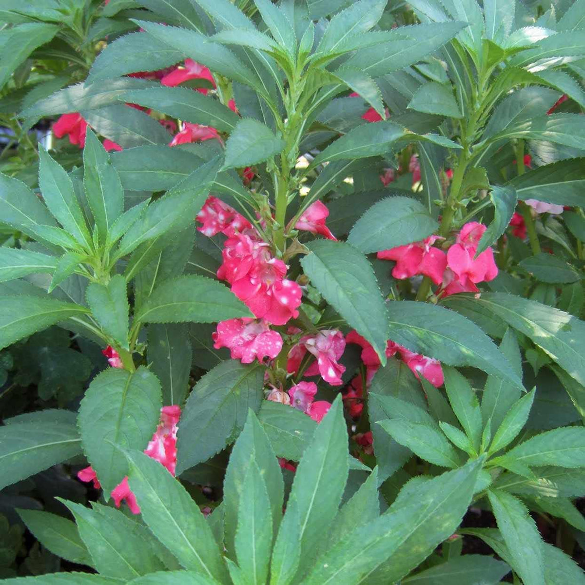 Pink (Pink Camellia) seeds for planting in home garden