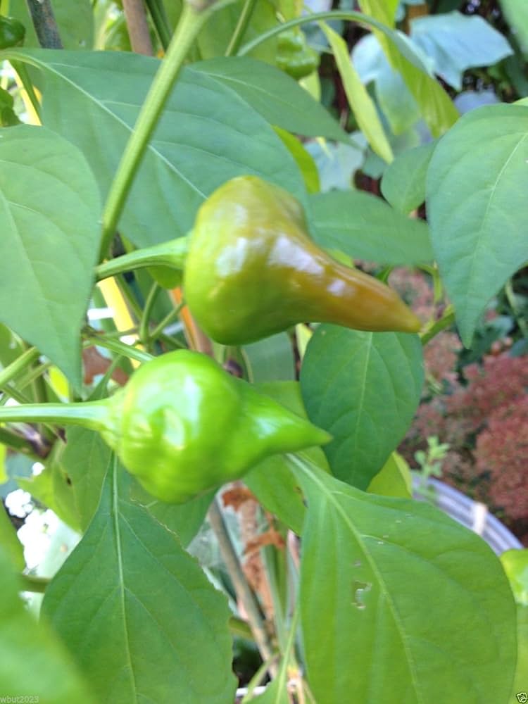 Mad Hatter Pepper Capsicum annuum for planting in vegetable garden