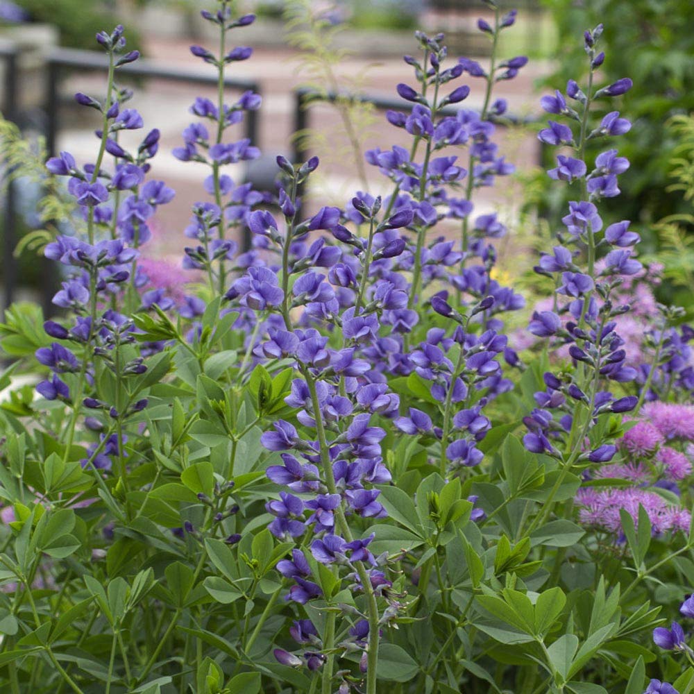 Blue False Indigo Flower seeds for Planting - Easy to Grow, Heirloom & GMO Free Seeds for Home Garden
Sale seeds for planting in home garden