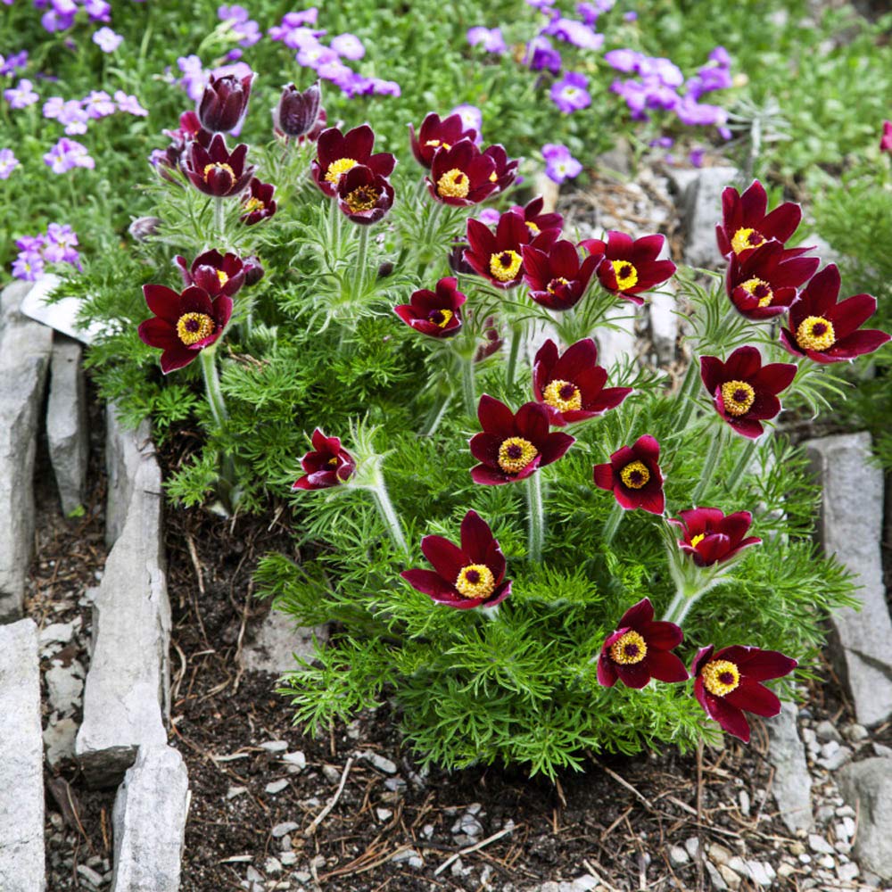 Red Anemone Pulsatilla Seeds – Hardy Flower for Garden or Bonsai