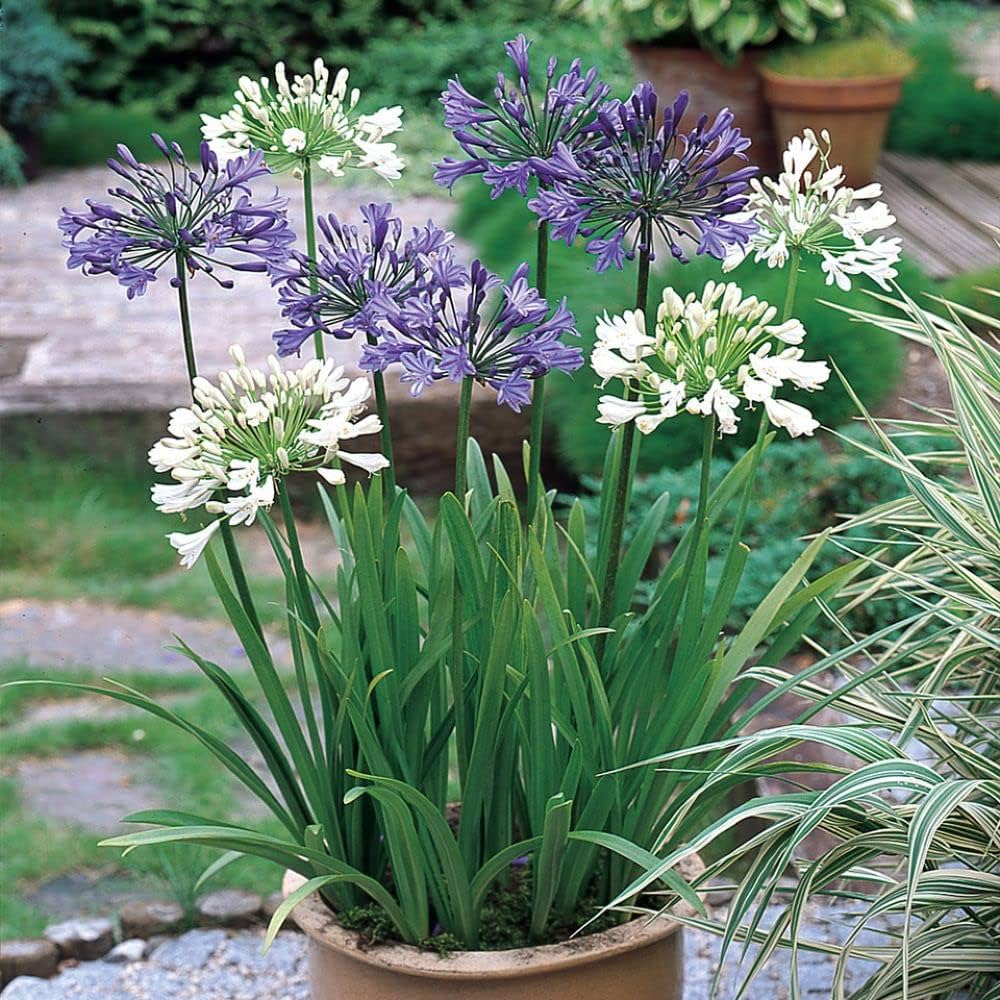 Mix Agapanthus Flower Planting Seeds - Vibrant Perennial Seeds for a Beautiful Garden