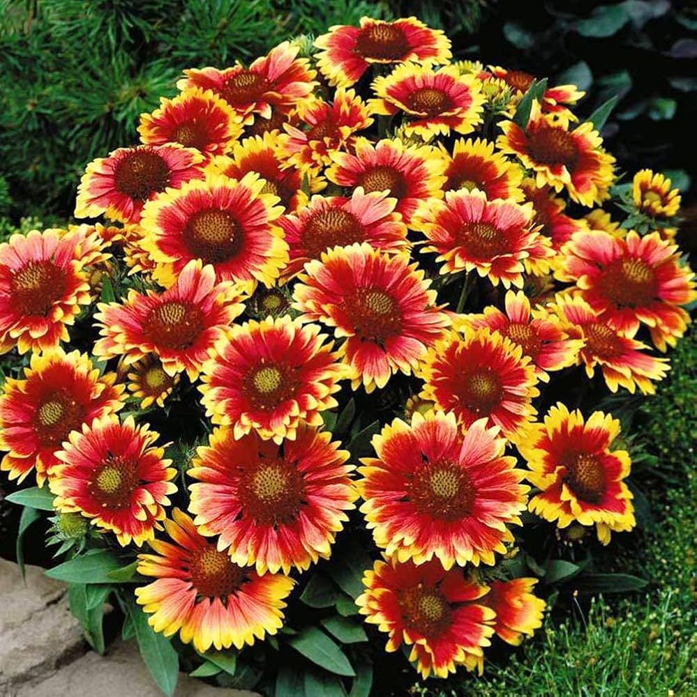 Yellow Red Aristata Flower seeds for Planting - Perfect for Borders, Heirloom & GMO Free Seeds for Home Garden