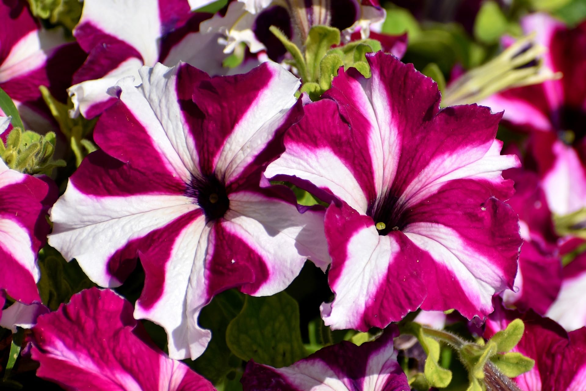 Pelleted Seeds Dreams Rose Picotee Petunia Seeds