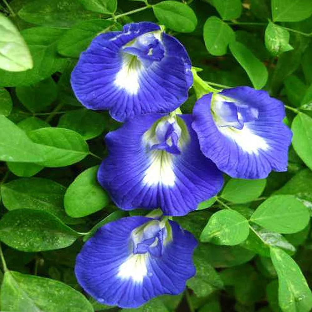 Planting Guide for Blue Clitoria Flower Seeds