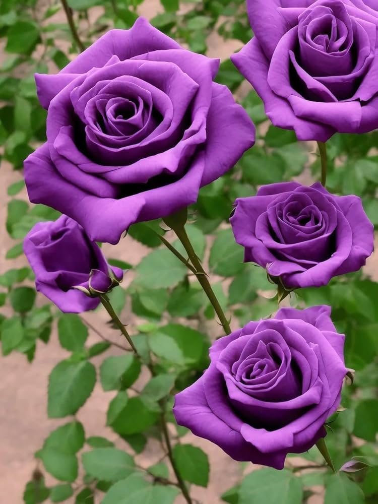 Radiant Purple Rosa Veronia Missurica Seeds for Planting home garden flower bed