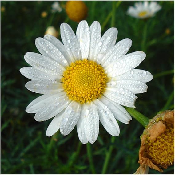 Chamomile Flower Matricaria chamomilla Seeds for Planting in Herb Garden & Flower Bed