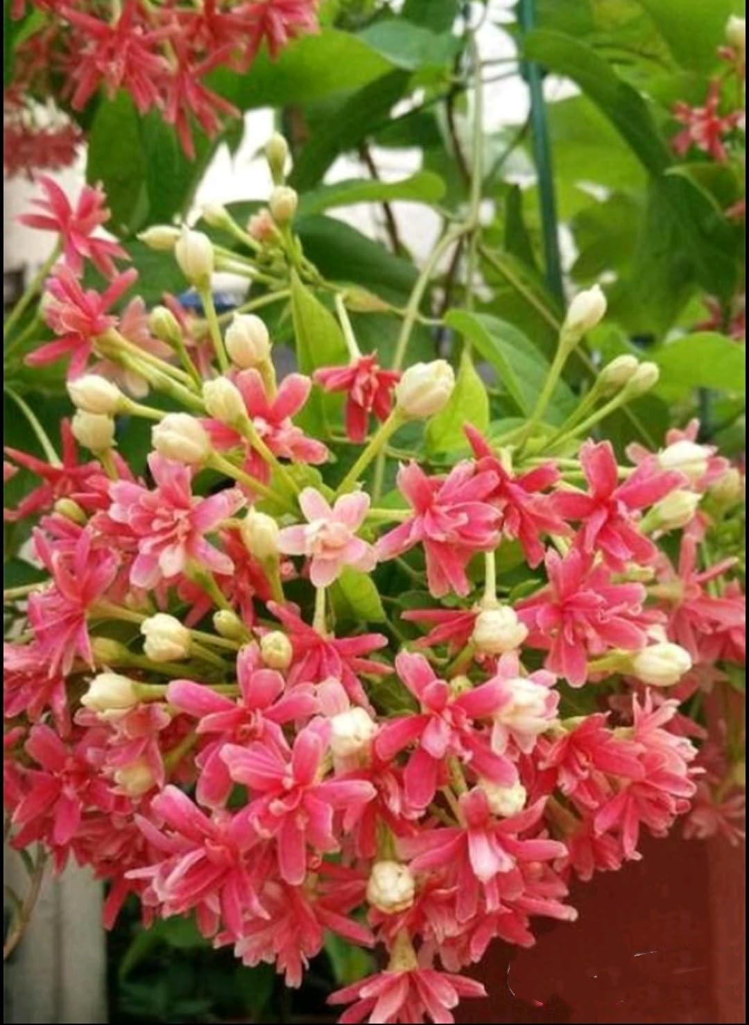 Quispualis Indica Flower seeds blooming in flower beds, containers, borders, and pollinator-friendly gardens