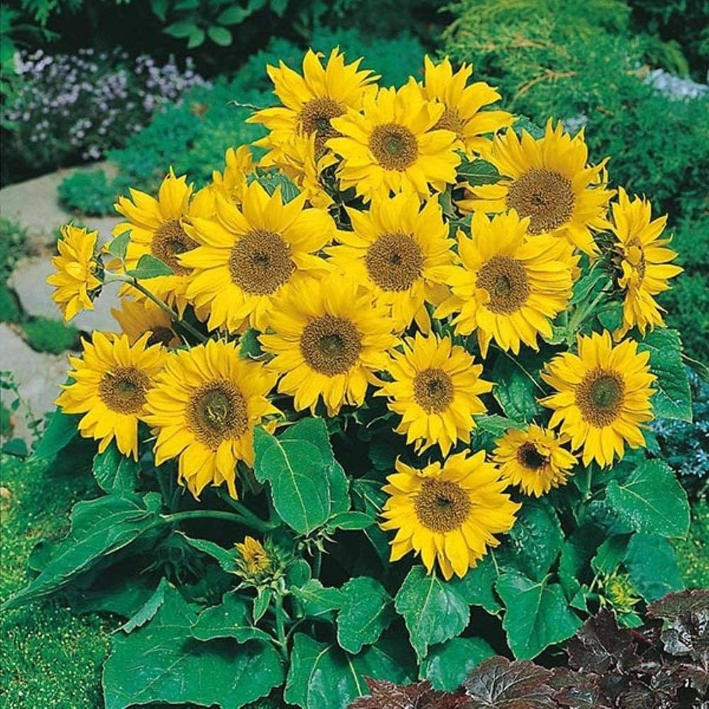 Dwarf Sunflower Seeds, Bonsai Dwarfs, Mini Indoor & Outdoor