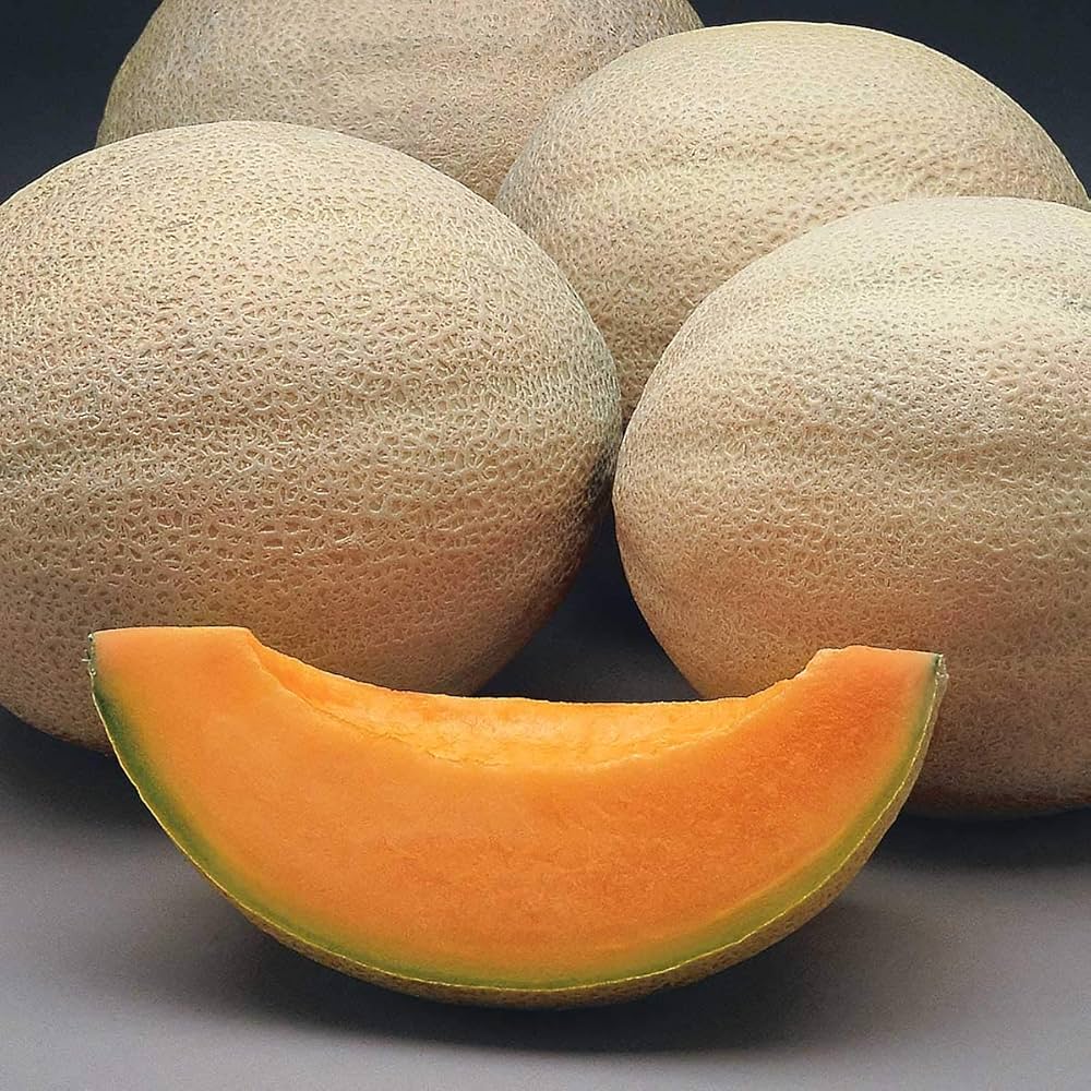 MuskMelon Cucumis melo Seeds for planting in vegetable patch