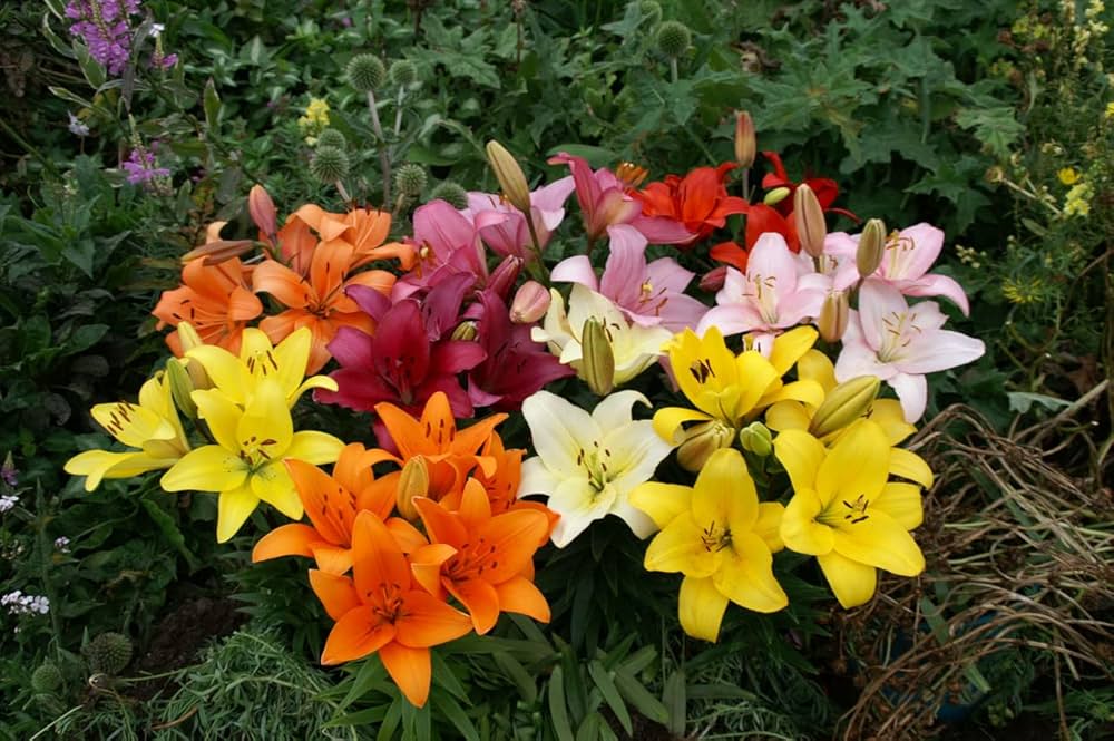 Elegant Lily Plant Seeds Lilium for Planting in Garden & Flower Bed