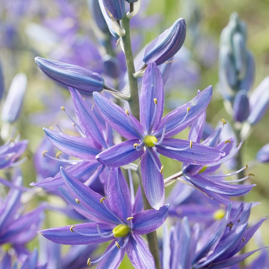 Blue Camas, Camassia Flower seeds for Planting - Shade Tolerant, Heirloom & GMO Free Seeds for Home Garden
Sale seeds for planting in home garden