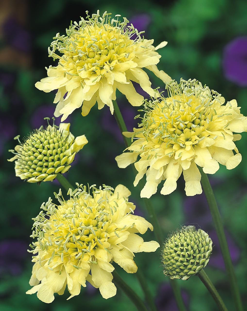 Cephalaria Gigantea Flower seeds for Planting - Vibrant Colors, Heirloom & GMO Free Seeds for Home Garden
Sale for planting in home garden.