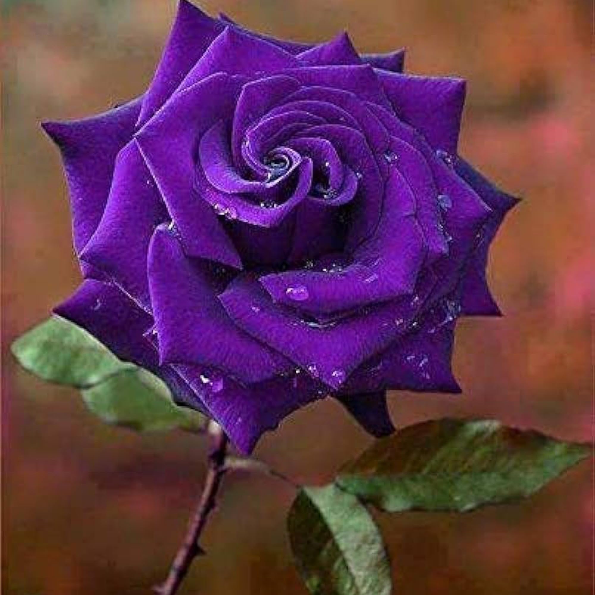 Thick Purple Flower seeds for Planting - Fragrant Blossoms, Heirloom & GMO Free Seeds for Home Garden