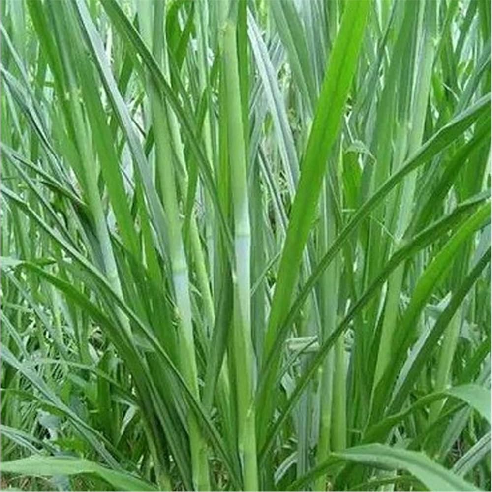 Graines Herbe ier Setaria ifolia Grass Seeds for Planting garden