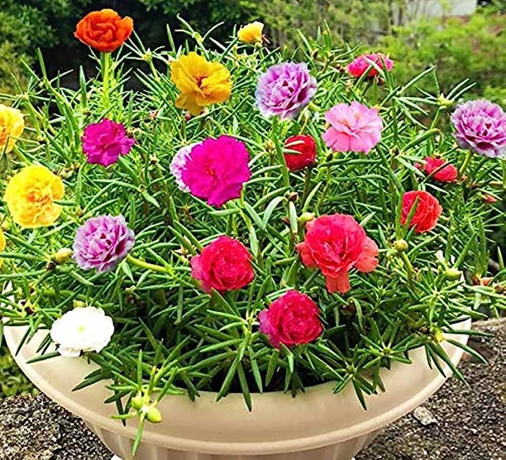 Lock Flower Lock Flower Seeds for Planting flower bed vegetable patch