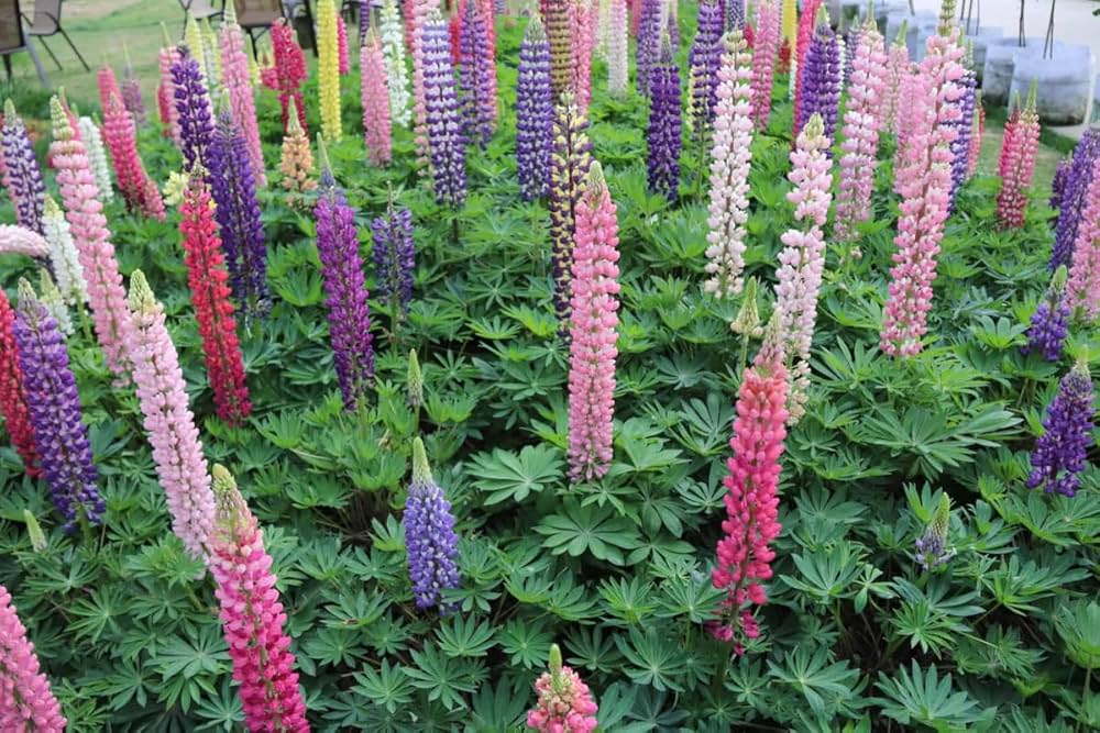 Mixed Lupine Flower Lupinus polyphyllus Seeds for Planting home garden flower bed