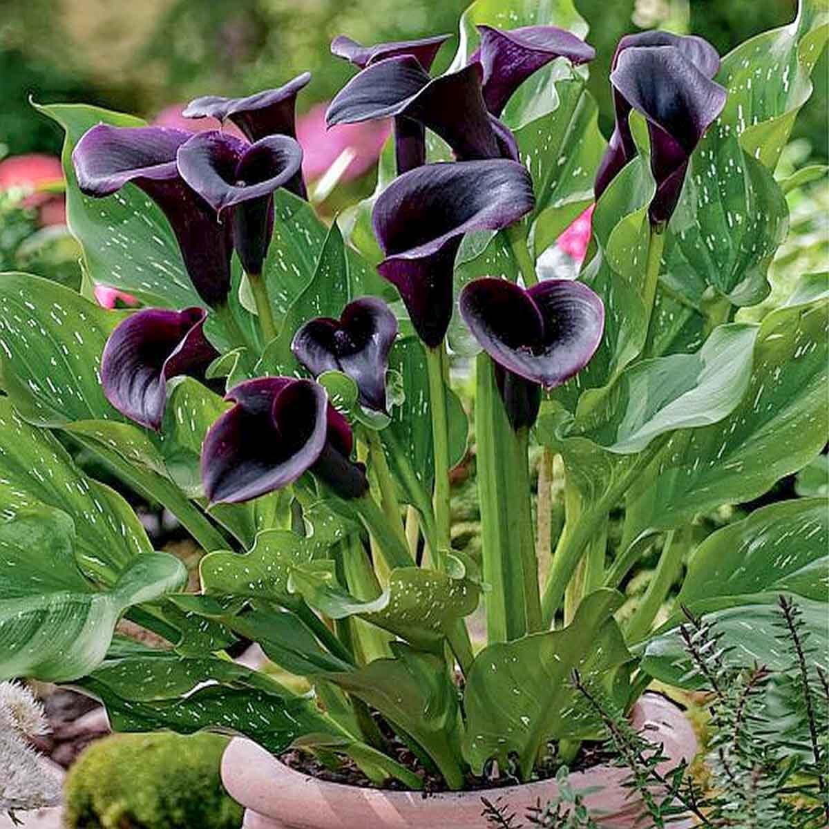 Red Edge Black Calla Lily Seeds Zantedeschia for Planting in Garden & Flower Bed