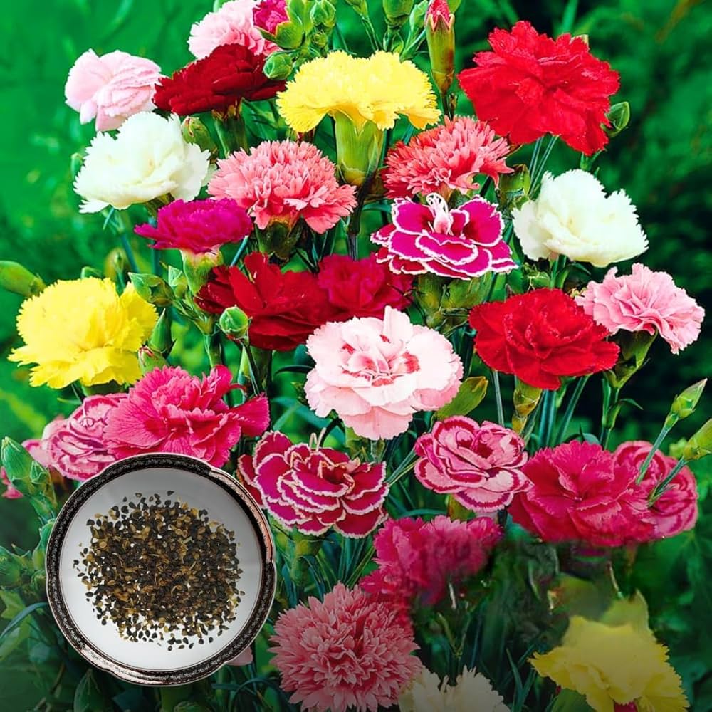 Carnation Seeds Dianthus caryophyllus for Planting in Flower Bed & Garden