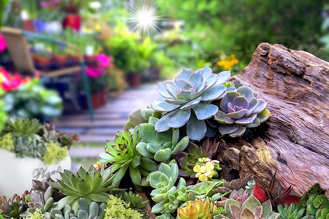 Rare Clovanty Seeds Mixed, Bonsai, Flower Plants, Easy Germination