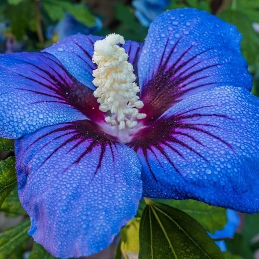Blue Hibiscus Hibiscus spp. Seeds for Planting - Ideal for Flower Bed & Tropical Garden