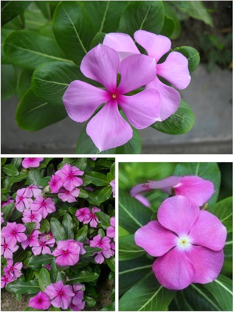 Thick Pink Periwinkle Flower seeds for Planting - Fragrant Blossoms, Heirloom & GMO Free Seeds for Home Garden