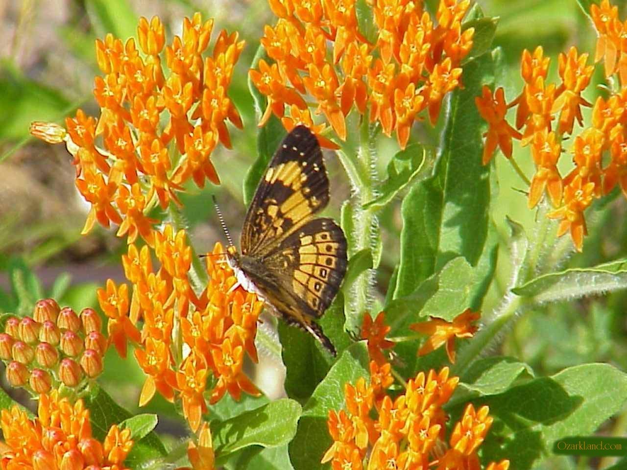 Asclepias Asperula Antelope Horns Seeds for Planting Asclepias asperula for wildflower gardens and butterfly gardens