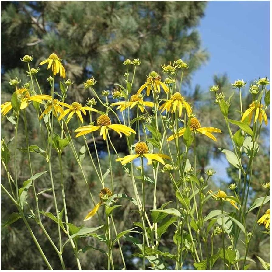 Golden Glow Rudbeckia laciniata Seeds for Planting native wildflower garden